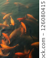 Bright orange and red koi fish swim at the surface of a pong 126080415
