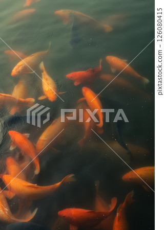 Bright orange and red koi fish swim at the surface of a pong 126080415