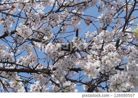 盛開的櫻花和夜鶯 盛開的櫻花和夜鶯 126080507