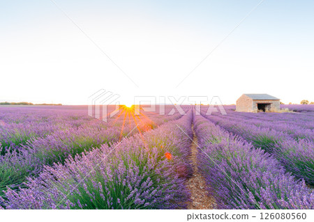 Lavender field in Provence, France, at sunrise, with a stone building Lavender field in Provence, France, at sunrise, with a stone building 126080560