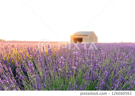 Lavender field in Provence, France, with a stone building at sunset Lavender field in Provence, France, with a stone building at sunset 126080561