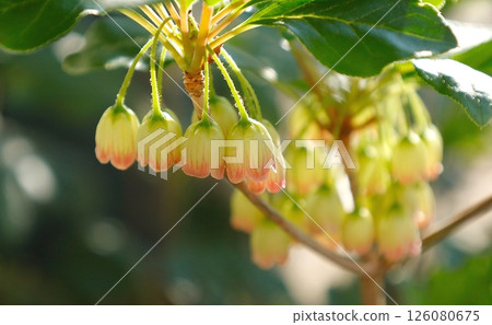 吊鐘花：吊鐘花屬植物的一種可愛花朵，吊鐘花是一種垂枝岩生植物 126080675