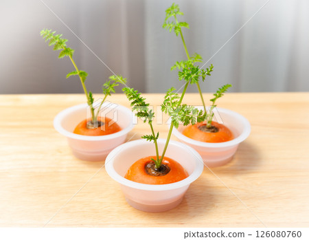 胡蘿蔔蔬菜栽培的Ribo Veg栽培的再生蔬菜胡蘿蔔葉 126080760