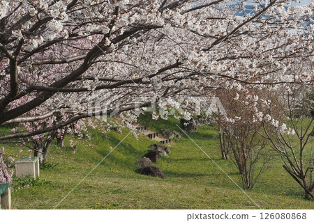 Cherry tree in full bloom  126080868