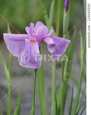 Iris that gets wet in the rain Iris that gets wet in the rain 126080880