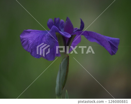 藍色鳶尾花 126080881