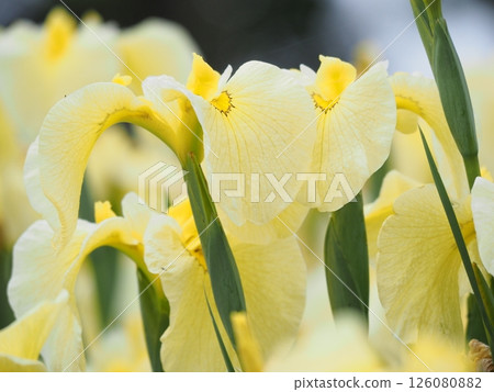 Yellow irises 126080882