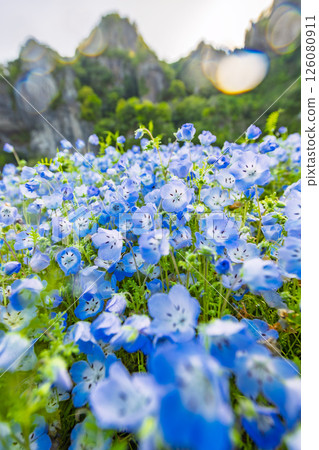 Nemophila on the opposite bank of the Aonodo Cave in the early morning Nemophila on the opposite bank of the Aonodo Cave in the early morning 126080911