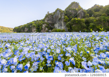 清晨，青野洞對岸的粉蝶花 126080915