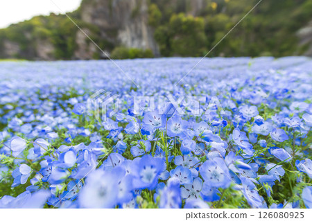 Nemophila on the opposite bank of the Aonodo Cave in the early morning Nemophila on the opposite bank of the Aonodo Cave in the early morning 126080925
