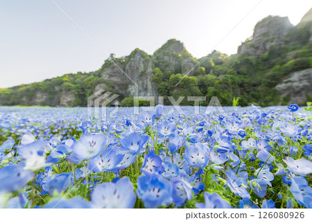 Nemophila on the opposite bank of the Aonodo Cave in the early morning 126080926