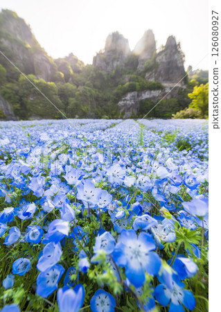 清晨,青野洞對岸的粉蝶花 清晨,青野洞對岸的粉蝶花 126080927