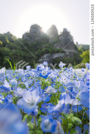 Nemophila on the opposite bank of the Aonodo Cave in the early morning Nemophila on the opposite bank of the Aonodo Cave in the early morning 126080928