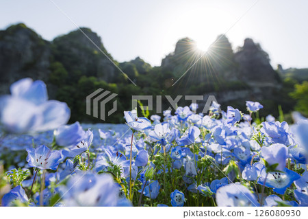 Nemophila on the opposite bank of the Aonodo Cave in the early morning 126080930