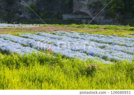 Nemophila on the opposite bank of the Aonodo Cave in the early morning 126080931