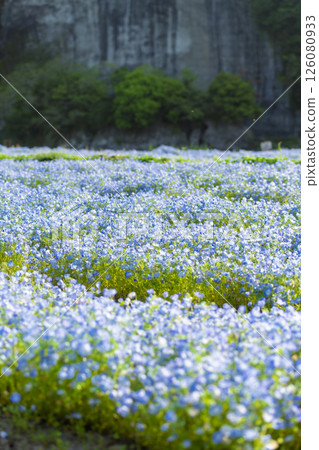 Nemophila on the opposite bank of the Aonodo Cave in the early morning Nemophila on the opposite bank of the Aonodo Cave in the early morning 126080933