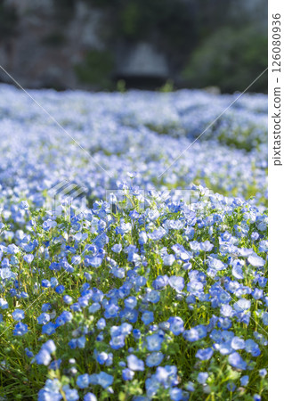 Nemophila on the opposite bank of the Aonodo Cave in the early morning Nemophila on the opposite bank of the Aonodo Cave in the early morning 126080936