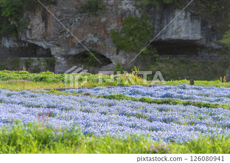 Nemophila on the opposite bank of the Aonodo Cave in the early morning Nemophila on the opposite bank of the Aonodo Cave in the early morning 126080941