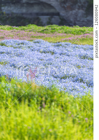 Nemophila on the opposite bank of the Aonodo Cave in the early morning 126080942