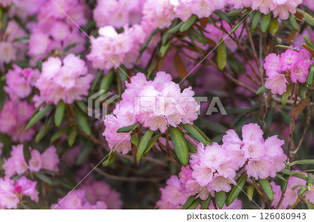 Rhododendrons at Choanji Temple in Bungotakada City, Oita Prefecture Rhododendrons at Choanji Temple in Bungotakada City, Oita Prefecture 126080943