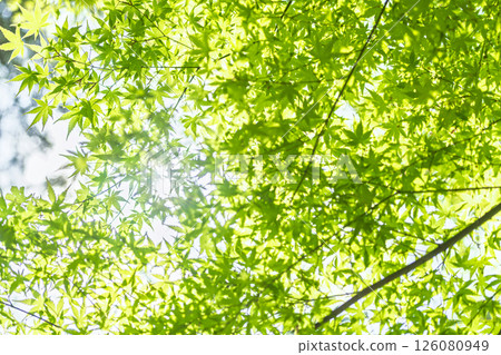 Fresh green maple leaves and sun leaves 126080949