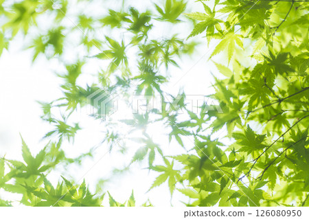 Fresh green maple leaves and sun leaves Fresh green maple leaves and sun leaves 126080950