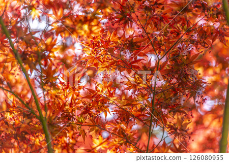 Maple leaves shining in the backlight Maple leaves shining in the backlight 126080955