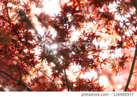 Maple leaves shining in the backlight 126080957