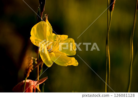 A single flower lit by the morning sun on the roadside A single flower lit by the morning sun on the roadside 126081128