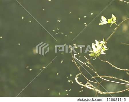 tiny flies around new tree leaves in spring, sunlit veil effect and light flare tiny flies around new tree leaves in spring, sunlit veil effect and light flare 126081143