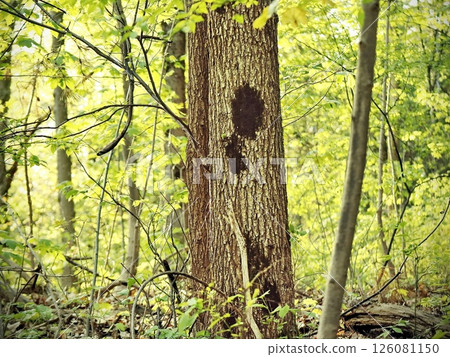 Fallen Tree Trunk with Moss Patch Surrounded by Forest Plants and Sunlight in Spring 126081150