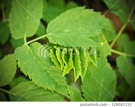 Artistic Green Leaves in Sunlight with Layered Fan Spread 126081152