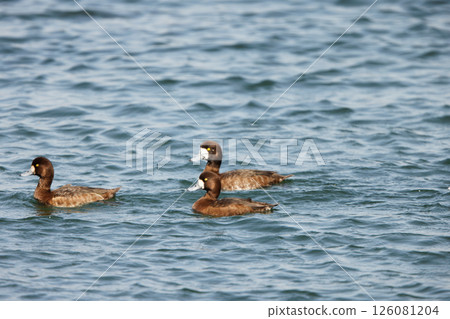 A sparrow A sparrow 126081204