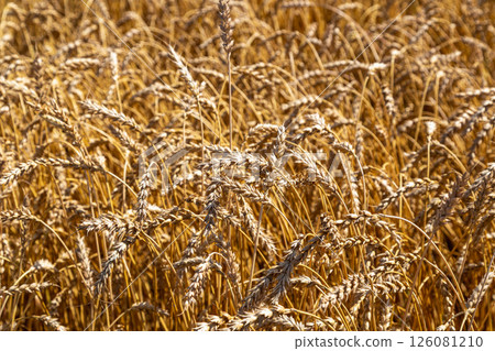 Gold wheat field and blue sky 126081210