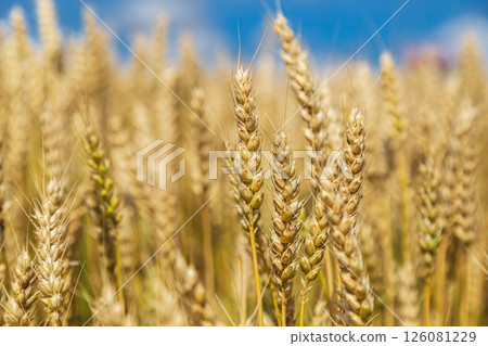 Gold wheat field and blue sky 126081229
