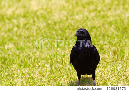 Crow  126081573