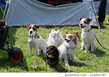 Walking with my dog Walking with my dog 126081587