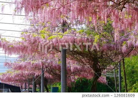 紫藤花在微風中搖曳 紫藤花在微風中搖曳 126081609