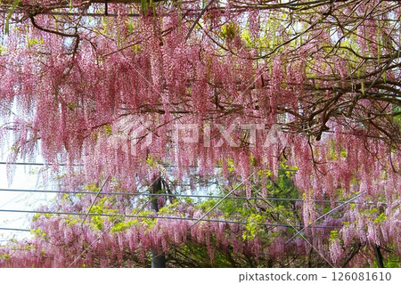 Wisteria flowers swaying in the breeze 126081610