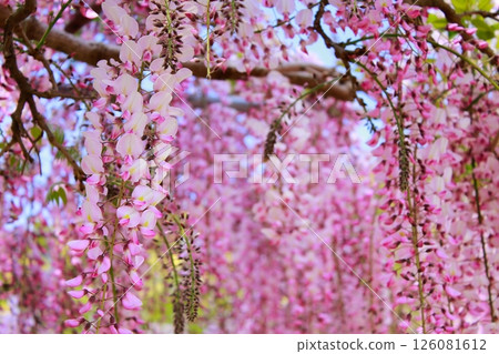 紫藤花在微風中搖曳 126081612