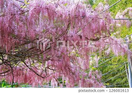 紫藤花在微風中搖曳 紫藤花在微風中搖曳 126081613