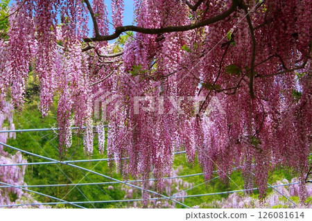 紫藤花在微風中搖曳 126081614