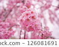 垂枝櫻花 126081691