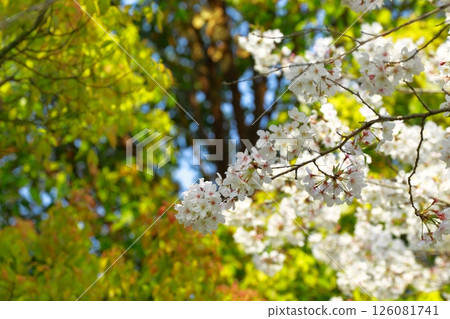 Scenery with cherry blossoms at Kochi University of Technology Scenery with cherry blossoms at Kochi University of Technology 126081741