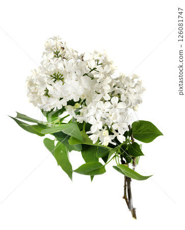 Syringa vulgaris plant in studio 126081747