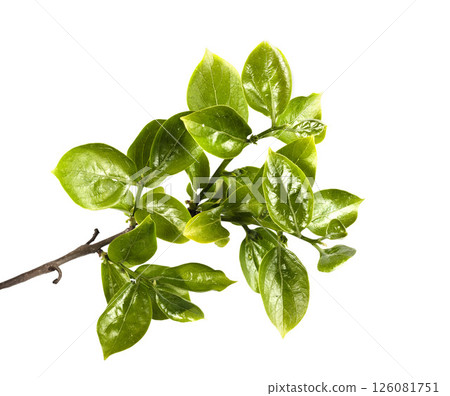 Cinnamomum camphora in studio 126081751