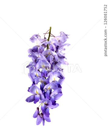Wisteria flower in studio Wisteria flower in studio 126081752