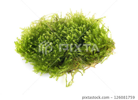 Vesicularia montagnei in studio Vesicularia montagnei in studio 126081759