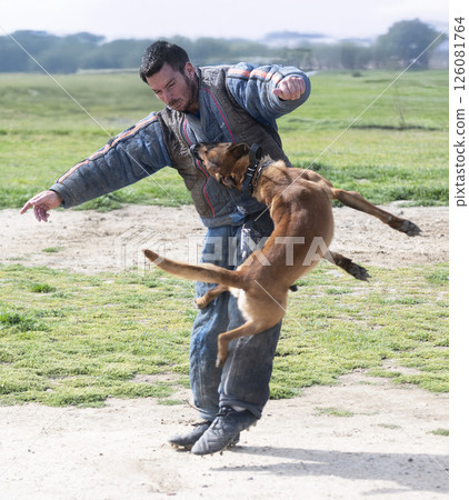 training of belgian shepherd 126081764