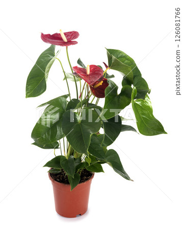 Anthurium andraeanum in studio 126081766